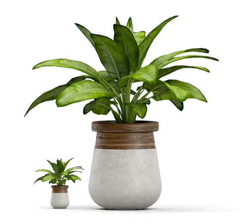 plant